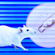 Illustration for article titled Blue Light and Essential Oil Compound Treat Antibiotic-Resistant Skin Infections in Mice
